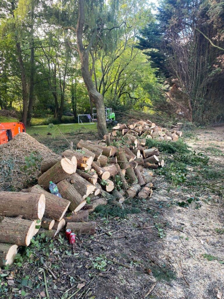 This is a photo of a wood area which is having multiple trees removed. The trees have been cut up into logs and are stacked in a row. Rushden Tree Surgeons